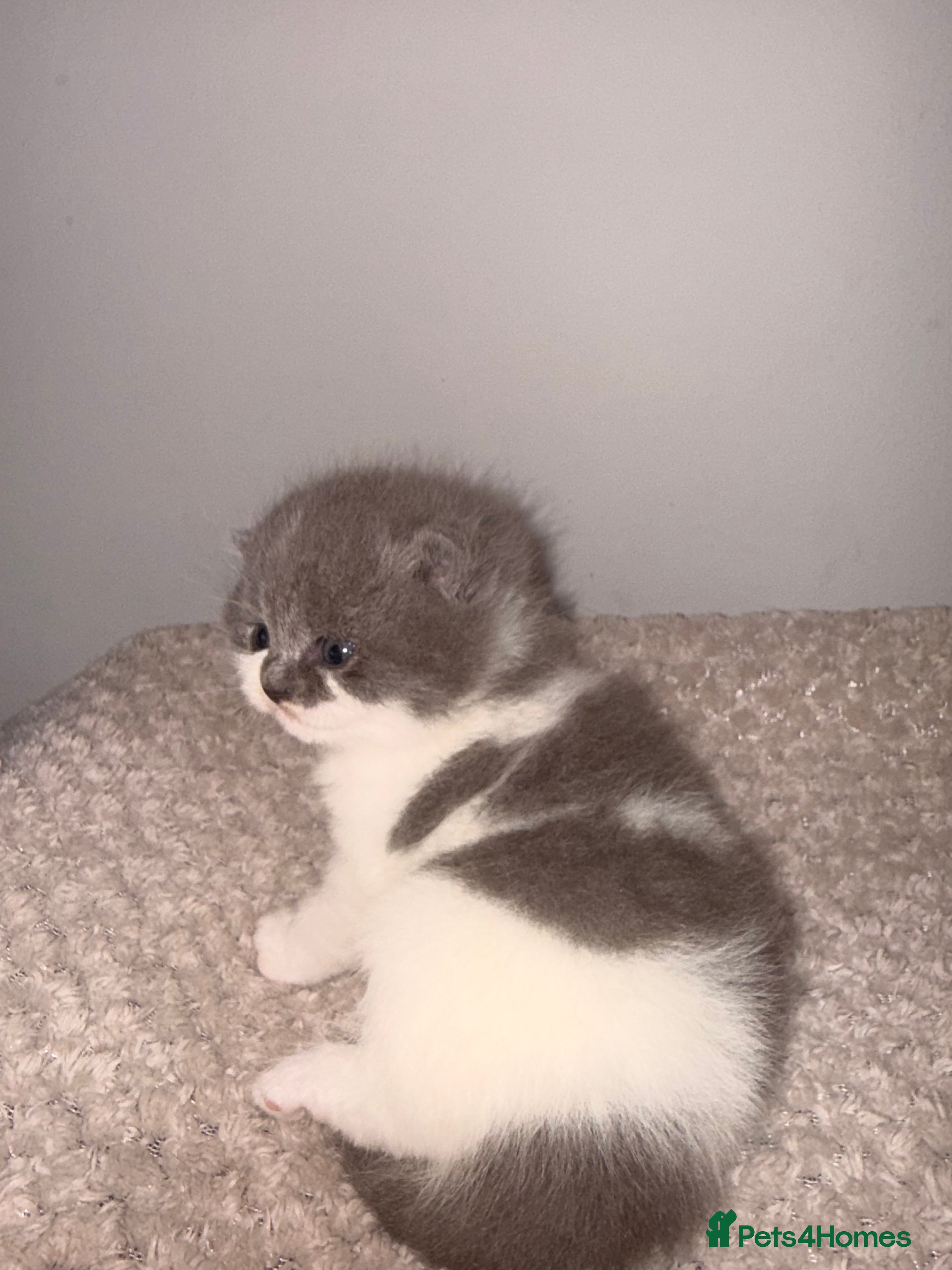 British Shorthair cats GCCF registered bi colour Male  - Advert 1