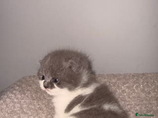 British Shorthair cats GCCF registered bi colour Male - Advert 8