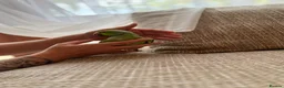 Ringnecks birds for sale:  Bonded Pair of Ringneck Parakeets - Advert 3