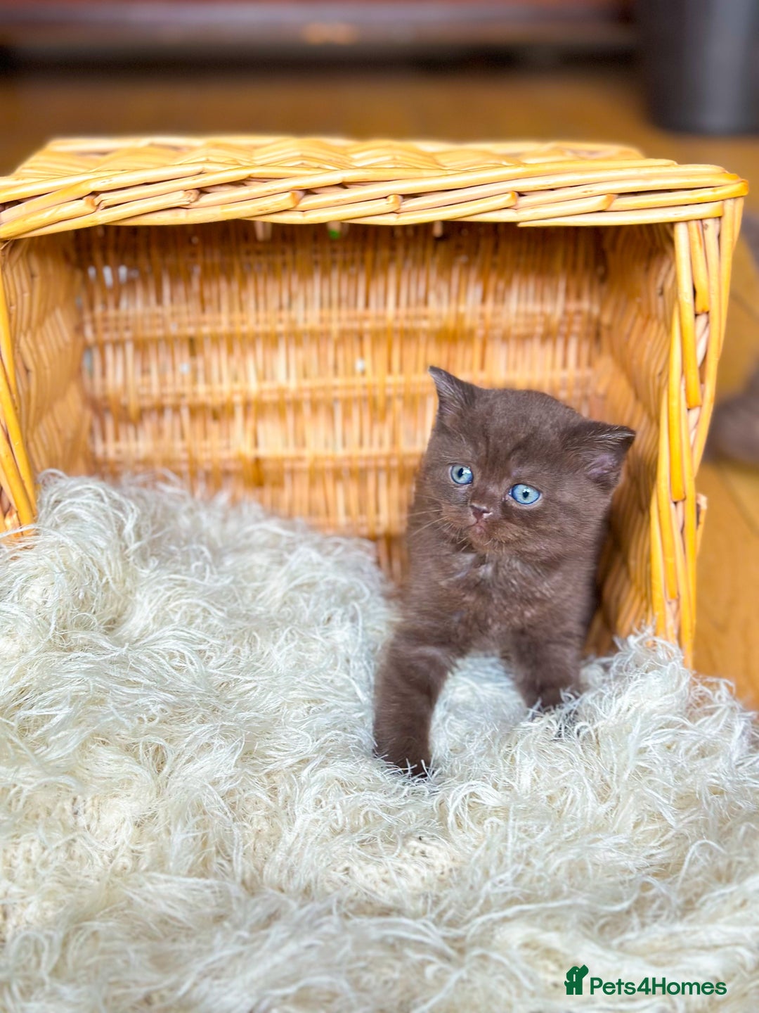 British Shorthair cats for sale: READY NOW GCCF REG CHUNKY CHOCOLATE  BS KITTENS  - Image 4