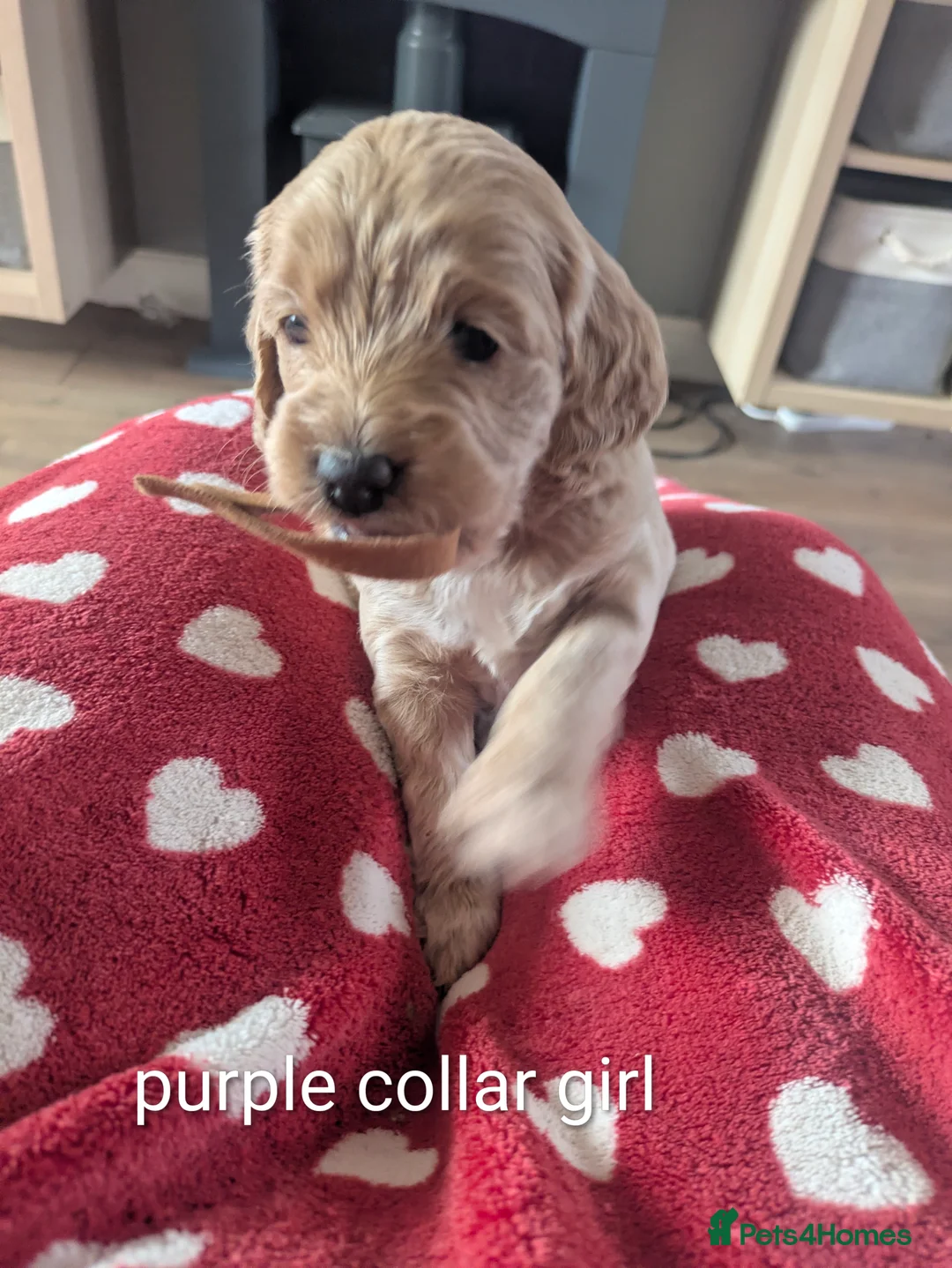 Cockapoo dogs for sale: F2  miniature cockapoo puppies  .PRA clear  - Advert 30