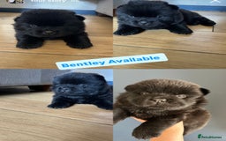 Chow Chow dogs for sale: Beautiful Chow Chow puppies  - Image 7