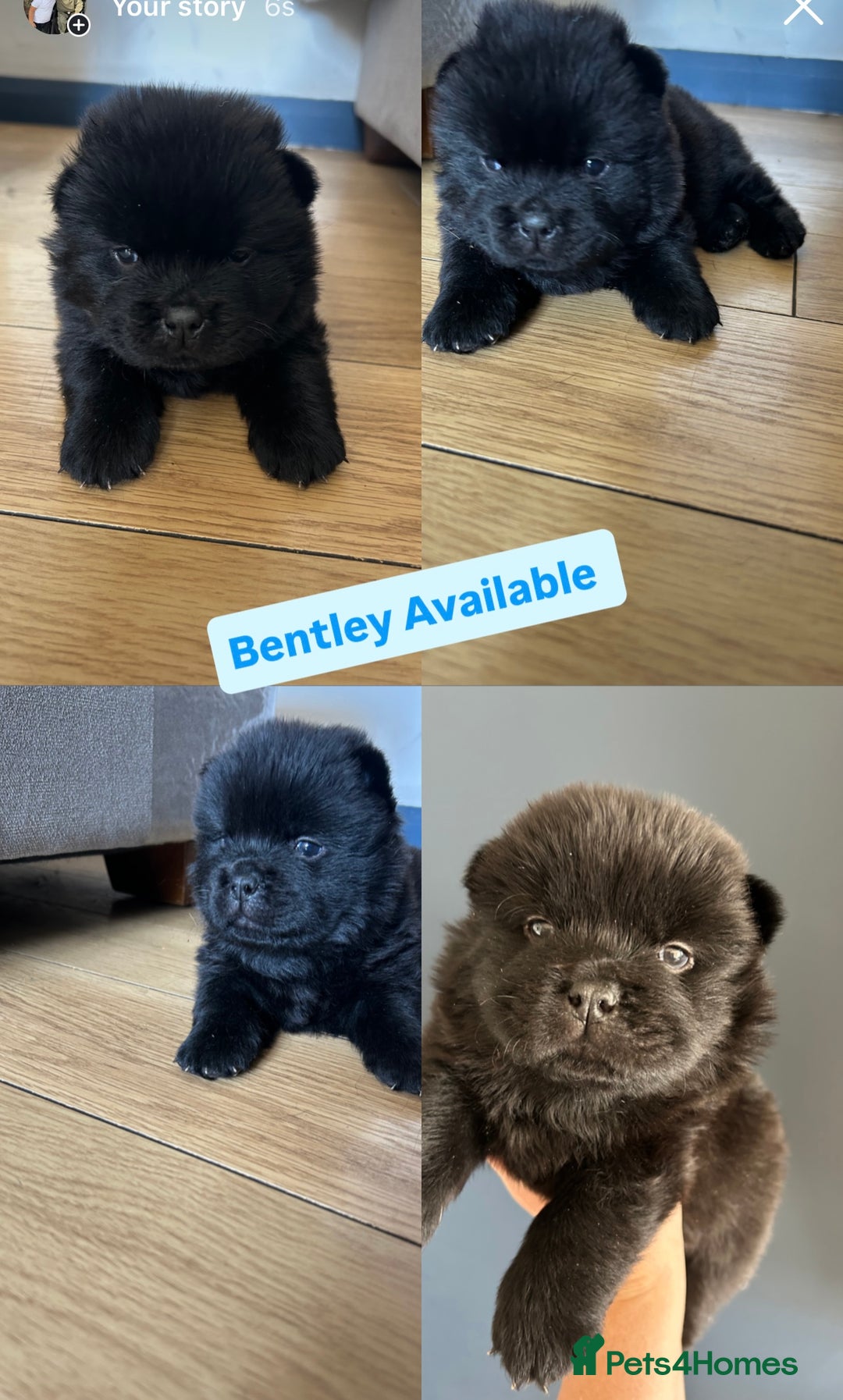 Chow Chow dogs for sale: Beautiful Chow Chow puppies  - Image 7