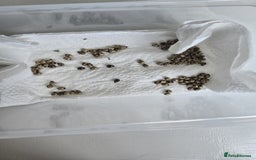 Stick Insects invertebrates for sale: Extatosoma tiaratum Spiny Leaf insect EGGS - Image 3