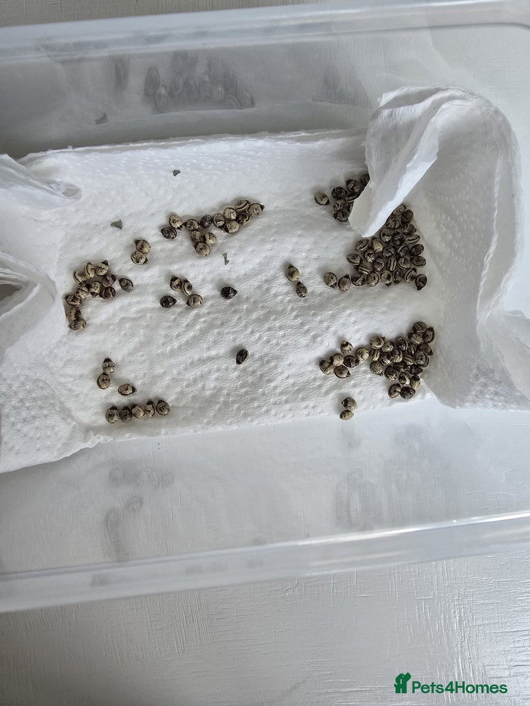Stick Insects invertebrates for sale: Extatosoma tiaratum Spiny Leaf insect EGGS - Image 3