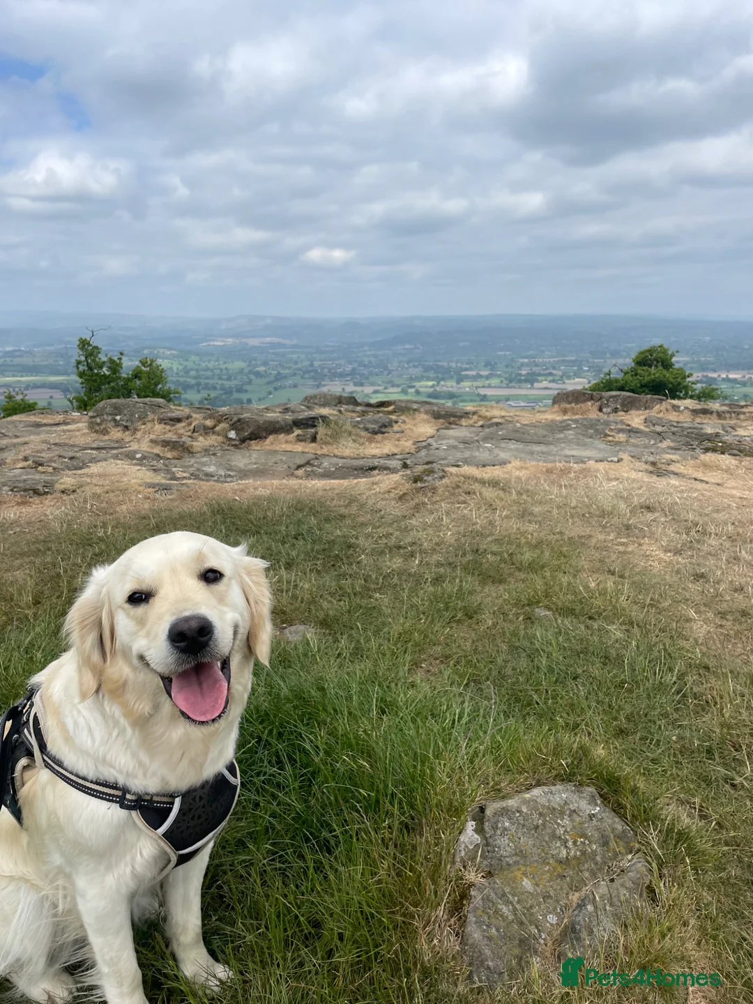 Golden Retriever dogs for sale: Golden retriever puppies for sale 🐶 - Advert 2