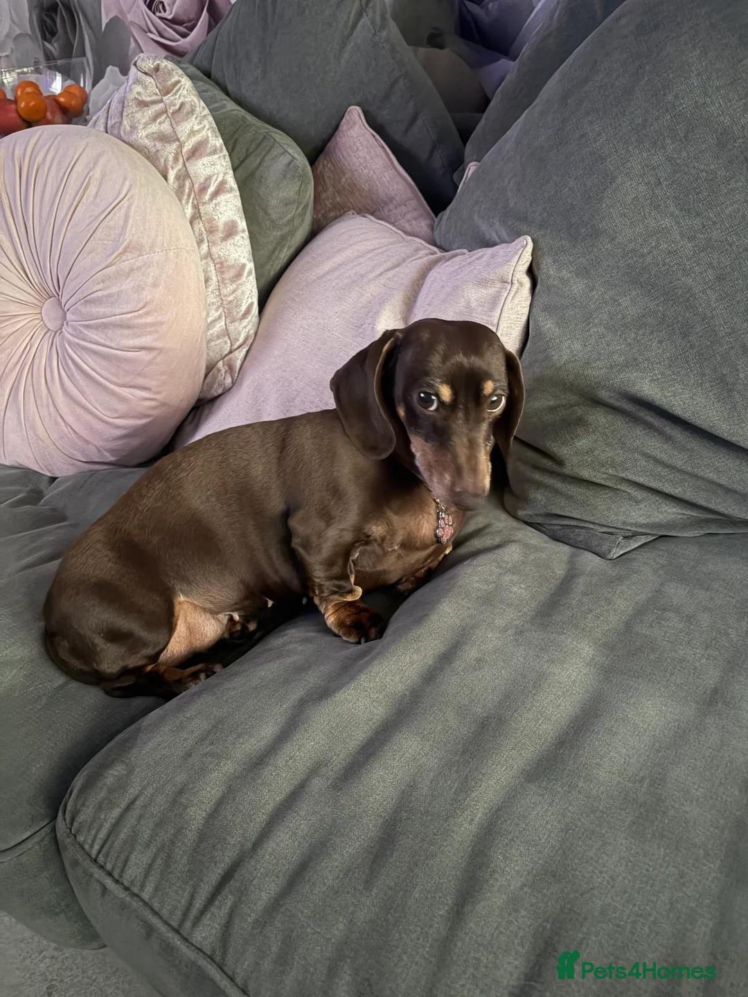Miniature Dachshund dogs for sale: **FREE** beautiful neutered female mini dachshund  - Advert 3