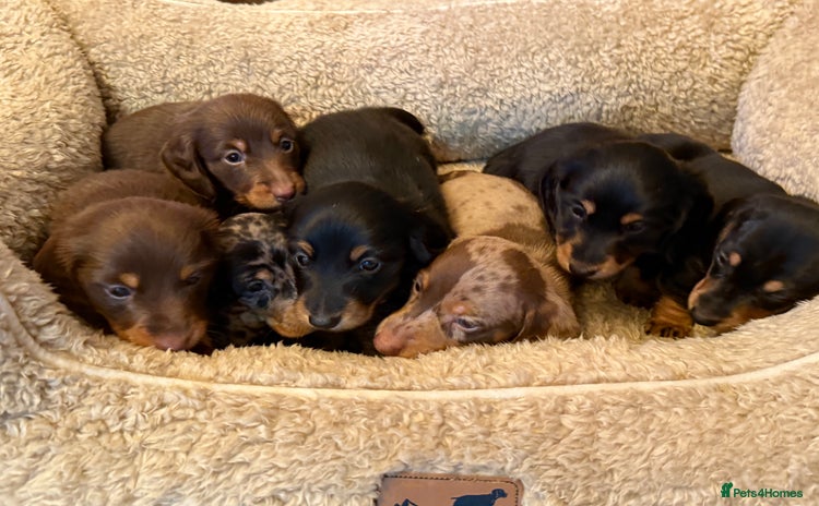 Miniature Dachshund dogs - Advert 5