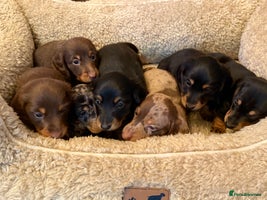 Miniature Dachshund dogs - Advert 3