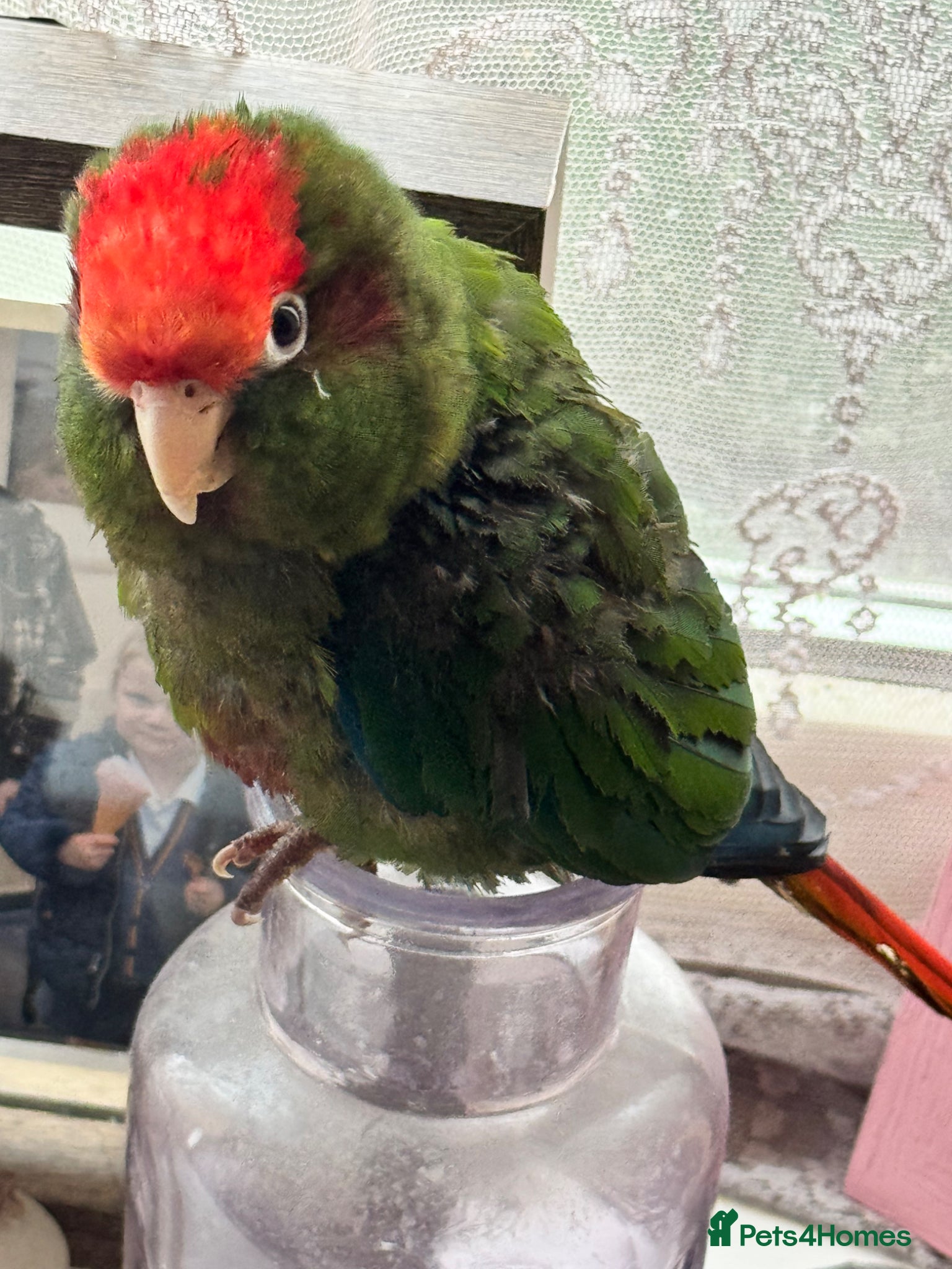 Conures birds Rose crown conure  - Advert 1