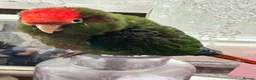 Conures birds for sale: Rose crown conure  in Plymouth - Advert 1