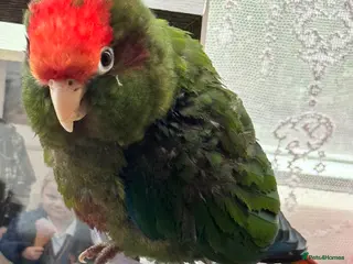 Conures birds Rose crown conure - Advert 8