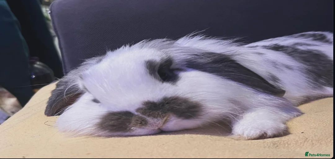 Gallery Image {{count}}