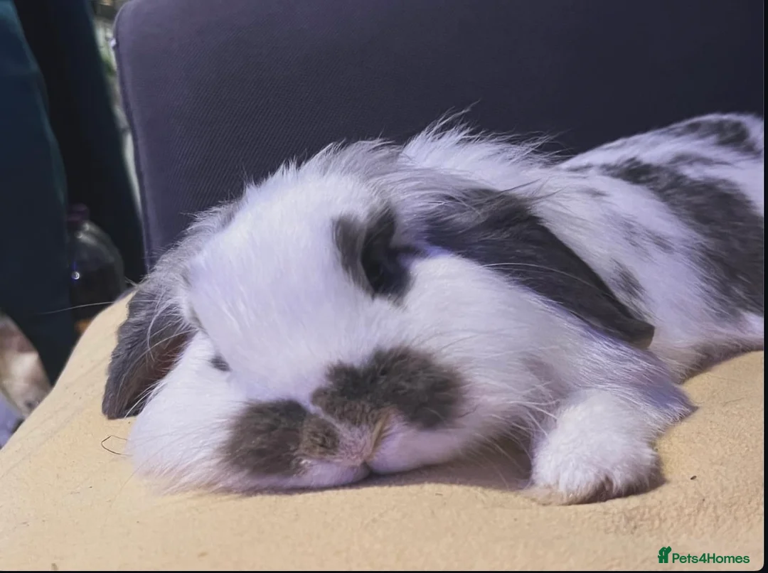 Gallery Image {{count}}