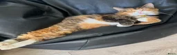 Persian cats for sale: Persian X Domestic Longhair Kittens for sale  - Advert 4