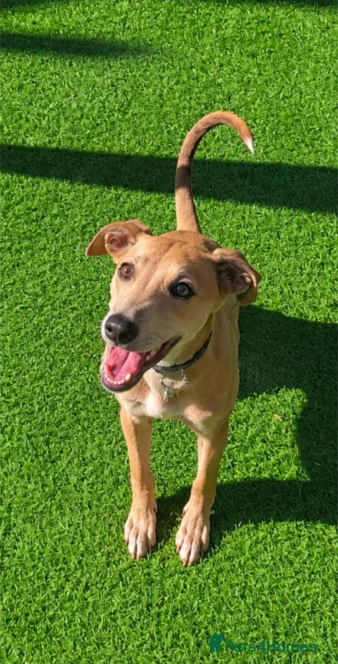 Lurcher dogs for sale: Female Blue Fawn Lurcher Pup  - Advert 1
