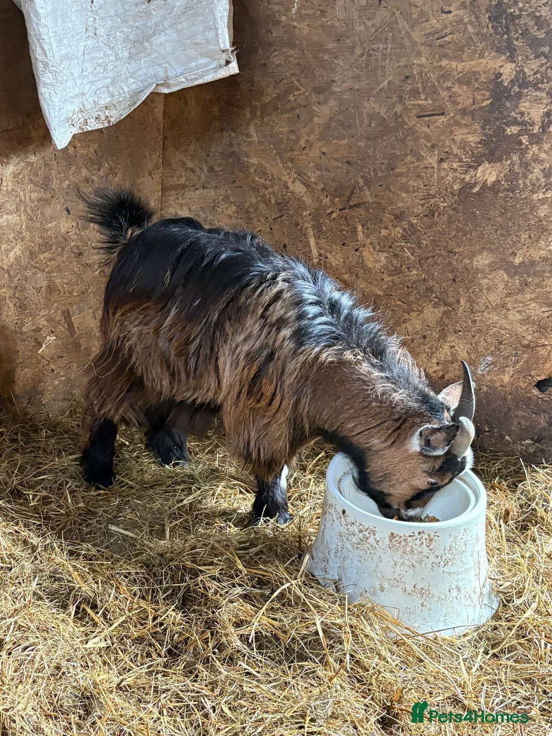 Goats livestock for sale: Pygmy weather ‘sprite’  - Advert 4