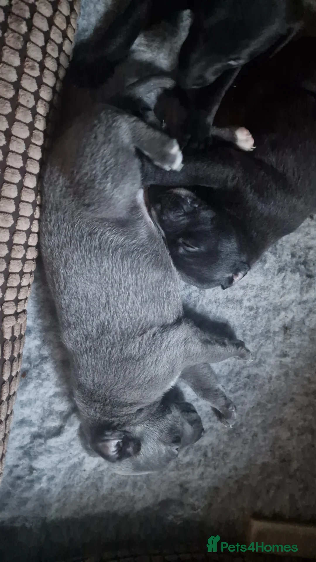 Whippet dogs for sale: Whippet puppies ready to reserve - Advert 19