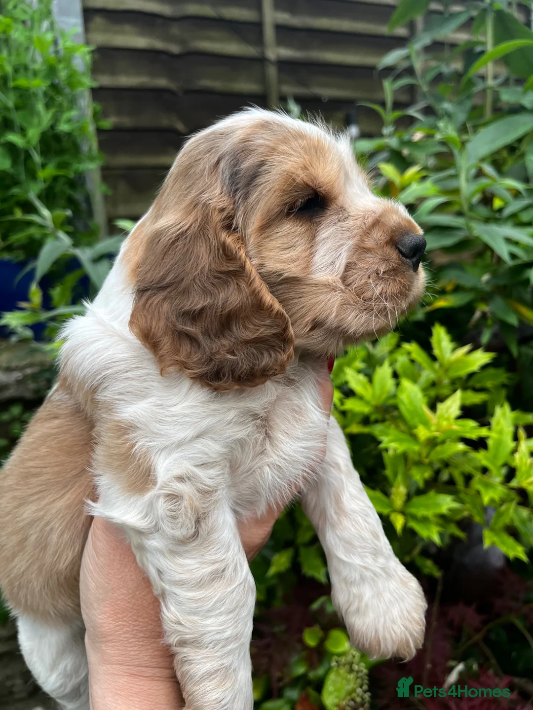 Cocker Spaniel dogs for sale: KC English Cocker Male Puppy - Advert 1