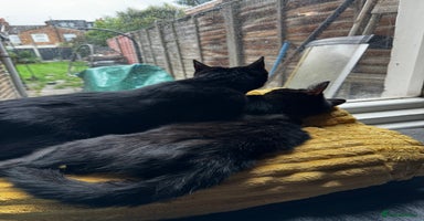 Mixed Breed cats - Advert 7