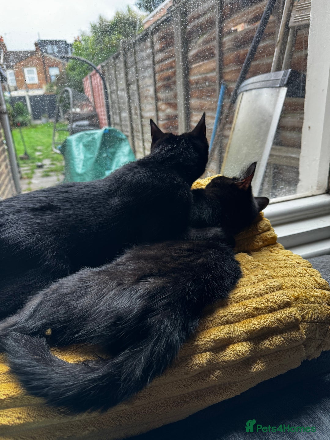 Mixed Breed cats for sale: NEED GONE ASAP2 cutekittens looking for a new home - Image 2