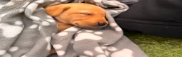 Labrador Retriever dogs for sale: 🐾 Kc reg labrador puppies 🐾  in Beccles - Advert 5