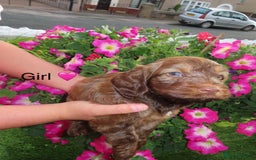 Cockapoo dogs for sale: Beautiful cockerpoo puppies  - Image 1