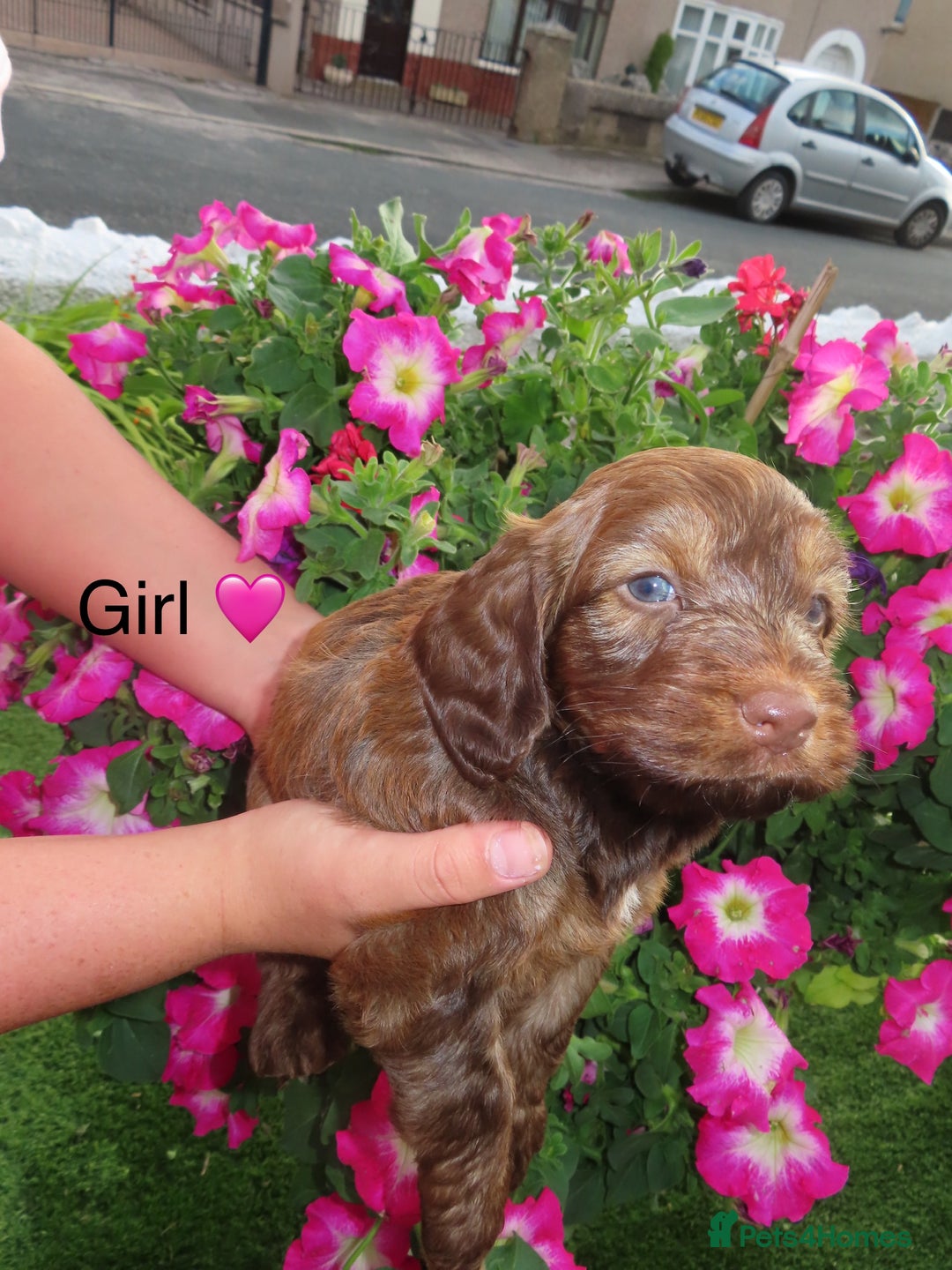 Cockapoo dogs for sale: Beautiful cockerpoo puppies  - Image 1