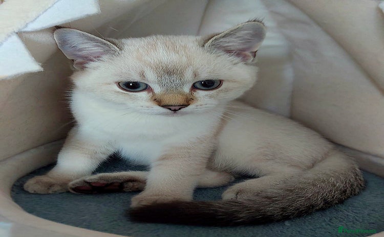 Scottish Fold cats - Advert 1
