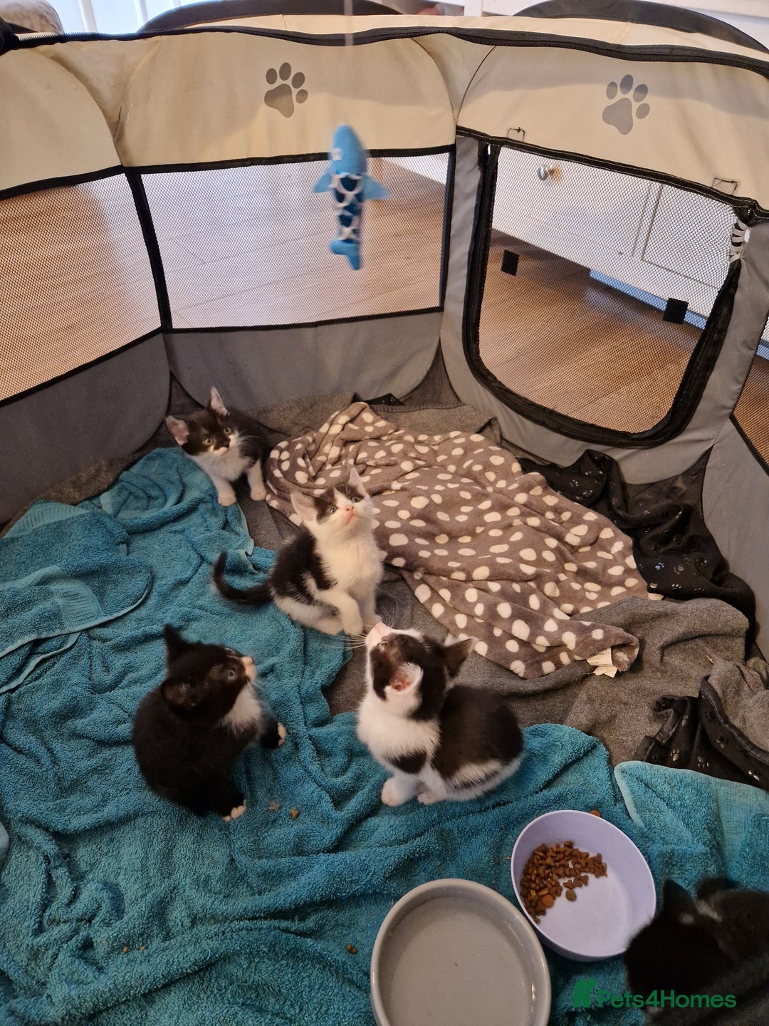 Mixed Breed cats for sale: £50 for a pair READY NOW 8 week old kittens - Image 17