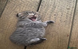 British Shorthair cats for sale: X4 beautiful British short haired kittens - Image 2