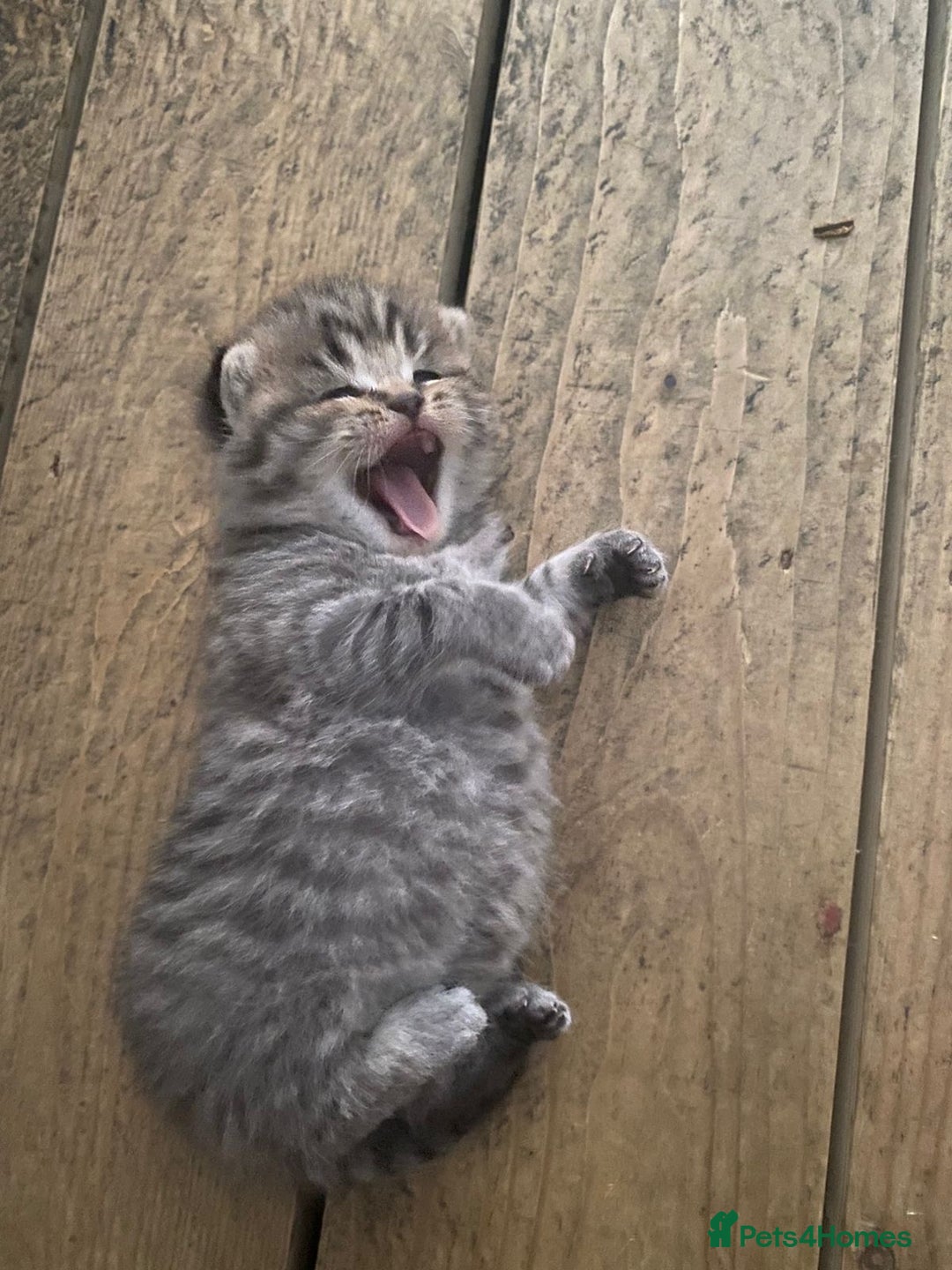 British Shorthair cats for sale: X4 beautiful British short haired kittens - Image 2