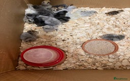 Chickens poultry for sale: Silkie chickens in Ashbourne - Image 5
