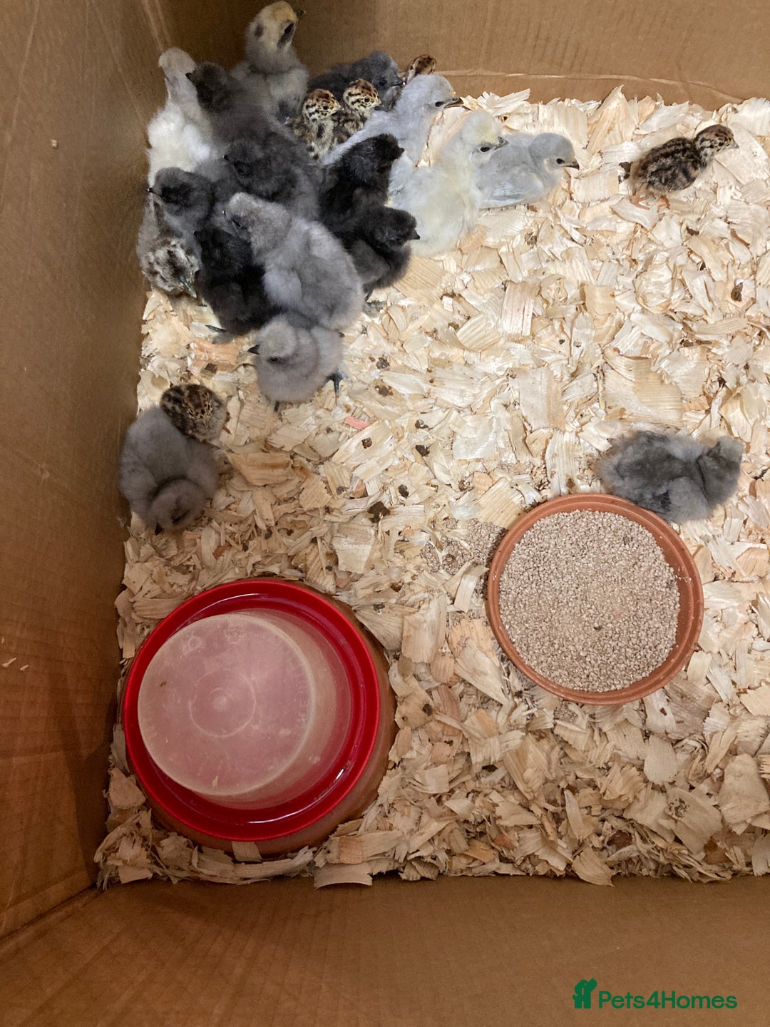 Chickens poultry for sale: Silkie chickens in Ashbourne - Image 5