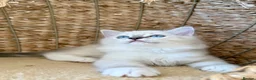 Ragdoll cats for sale: ✨ Exceptional Ragdoll Kittens Ready to leave ✨ - Advert 6