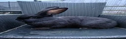 Continental Giant rabbits for sale: 2 sister continental giants.  - Advert 3
