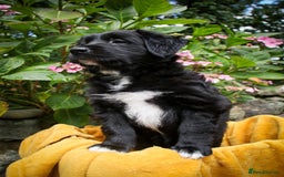 Mixed Breed dogs for sale: 3 x Border collie cross retriever pups - Image 20