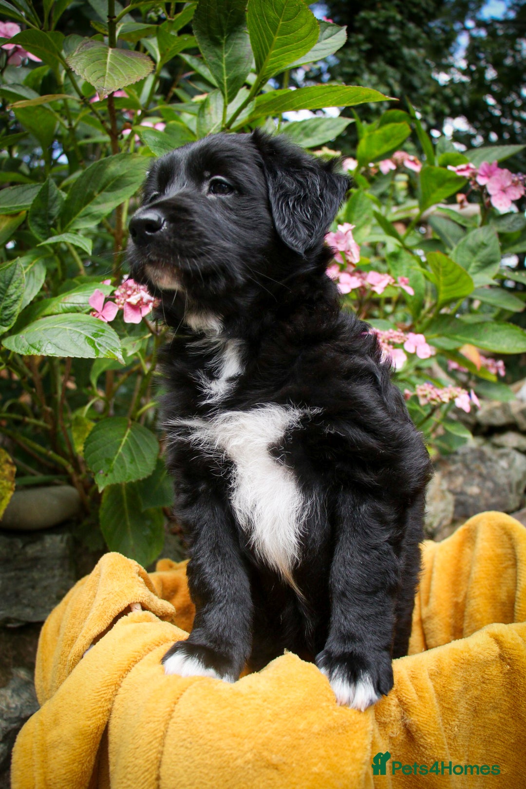 Mixed Breed dogs for sale: 3 x Border collie cross retriever pups - Image 20