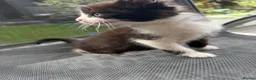 Mixed Breed cats for sale: Sweet little kittens for sale! - Advert 2