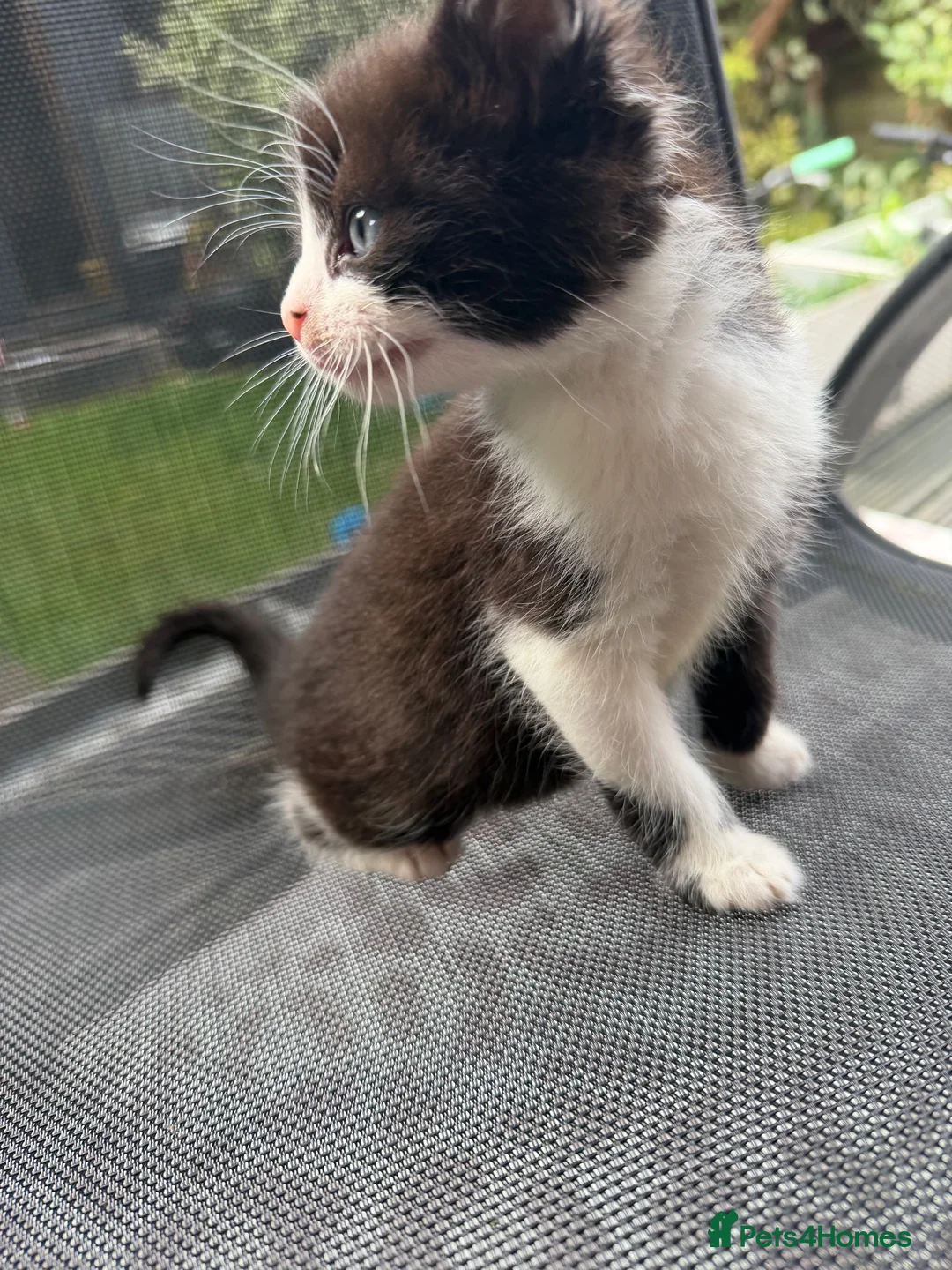 Mixed Breed cats for sale: Sweet little kittens for sale! - Advert 2