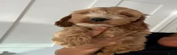 Cockapoo dogs for sale: Exceptional F1 health tested cockapoo puppies  - Advert 27