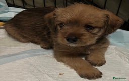 Mixed Breed dogs for sale: Meet our Beautiful Little Frockers ! - Image 1