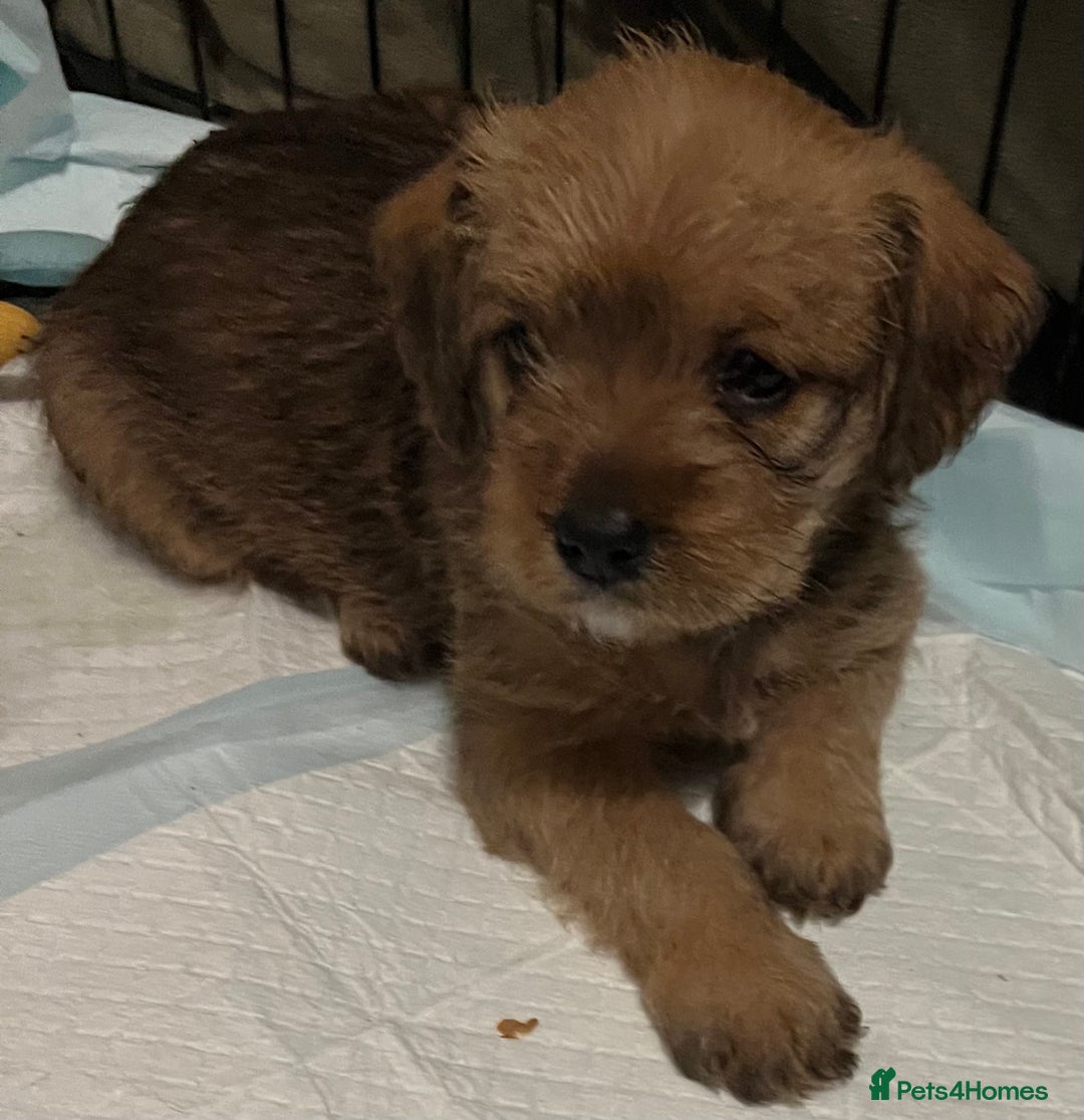 Mixed Breed dogs for sale: Meet our Beautiful Little Frockers ! - Image 1