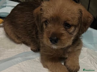 Mixed Breed dogs - Advert 18
