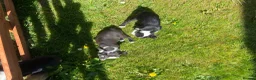 Boston Terrier dogs for sale: Boston terrier puppies  in Scunthorpe - Advert 8