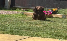 Cocker Spaniel dogs for sale: Cocker Spaniel Puppies ready 22nd October  - Image 19