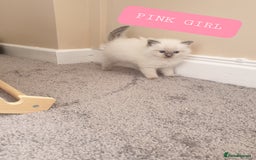 Ragdoll cats for sale: 5 fully seal point ragdoll kittens  - Image 11