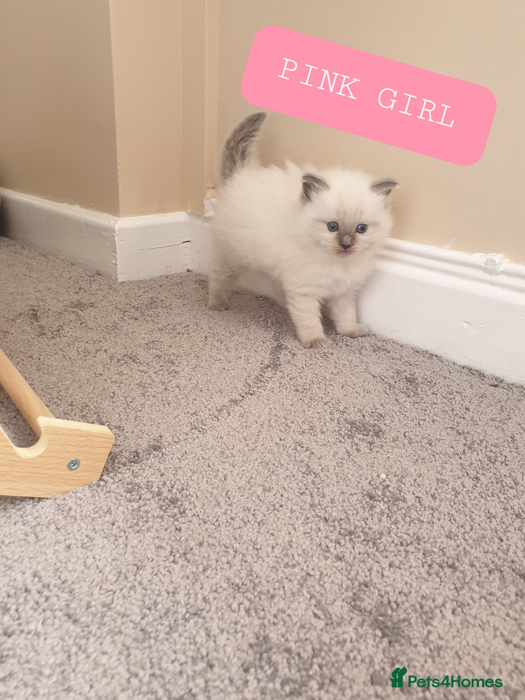 Ragdoll cats for sale: 5 fully seal point ragdoll kittens  - Image 11