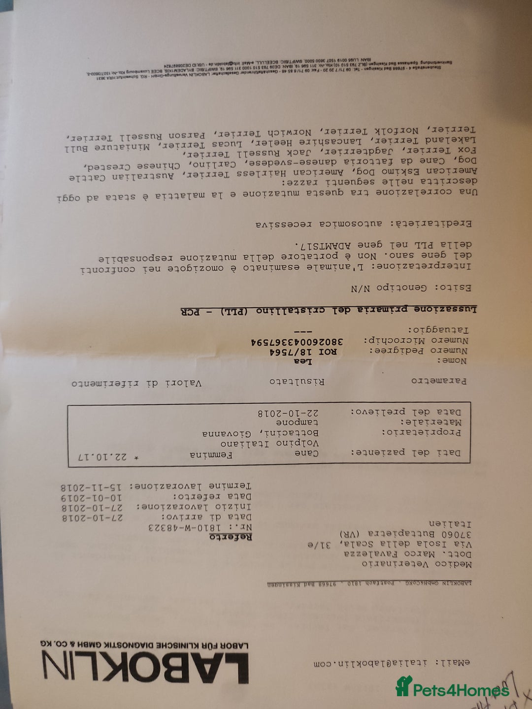 German Spitz dogs for sale: Unique Spitz puppies available in January  - Advert 13