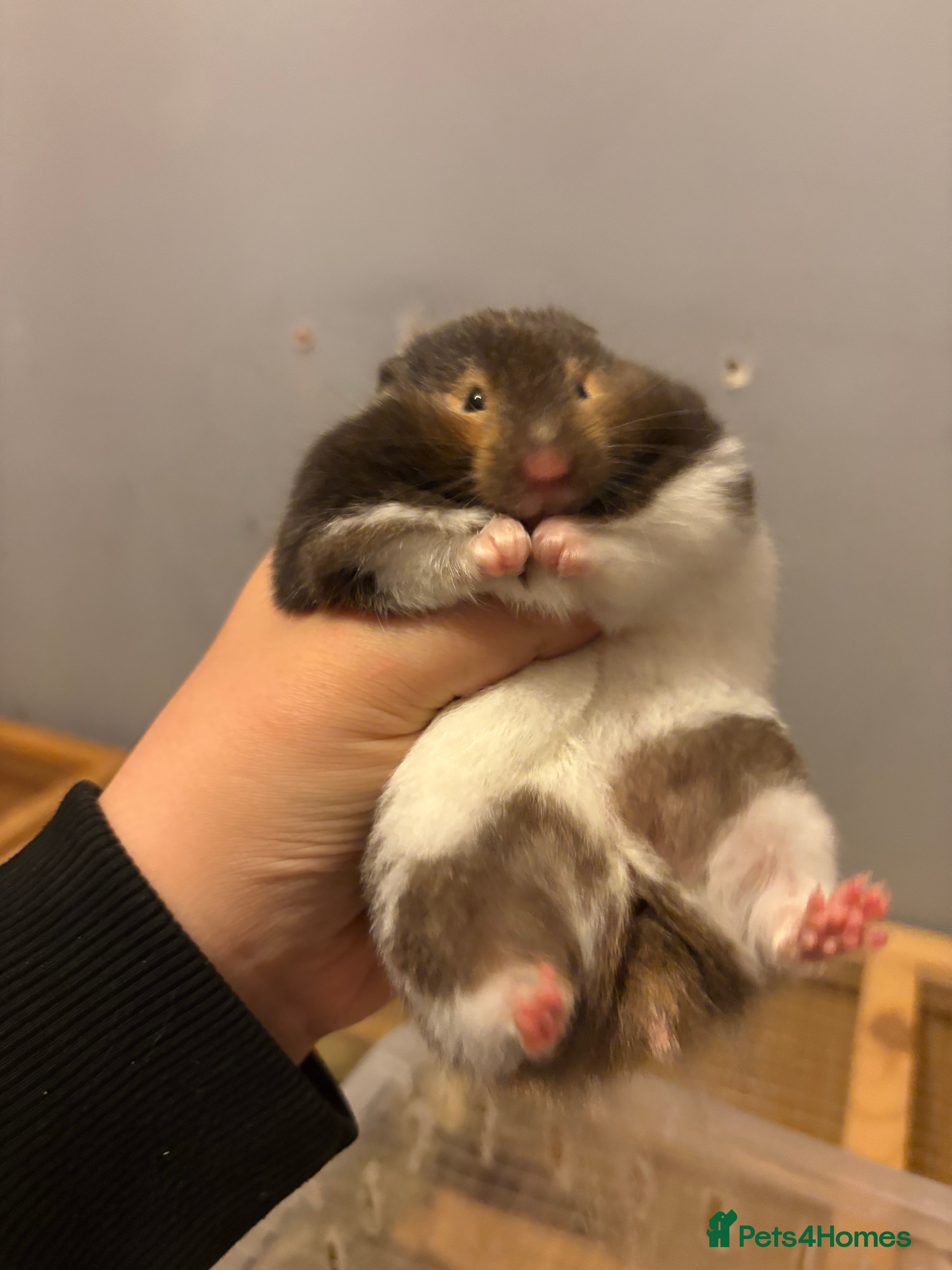 Hamster rodents Pedigree Syrian hamsters  - Advert 1